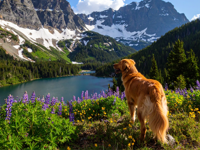 A golden retriever gazes at a serene mountain lake surrounded by wildflowers and snow capped peaks.
