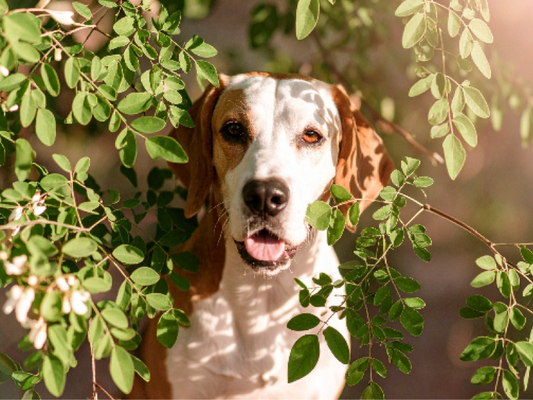A white and brown dog with its mouth slightly open, surrounded by green moringa leaves and bathed in sunlight.
