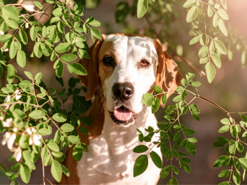 A white and brown dog with its mouth slightly open, surrounded by green moringa leaves and bathed in sunlight.