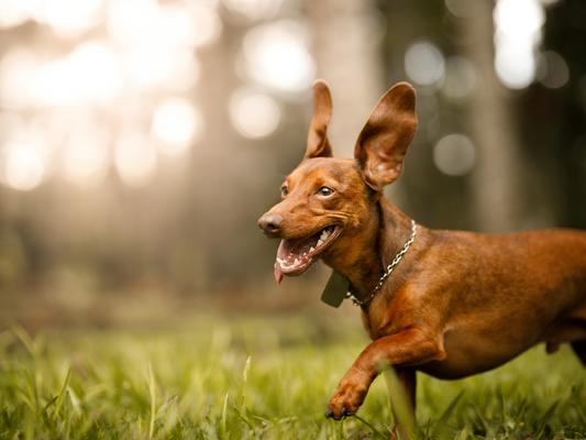 Promoting Comfort & Mobility: Herbal Alternatives for Aching Muscles and Stiff Joints in Pets