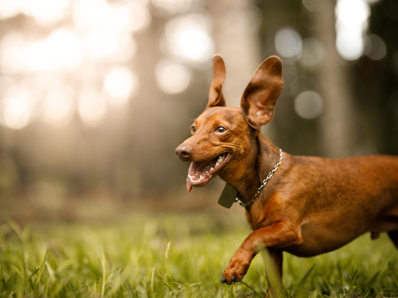 A happy brown Dachshund with floppy ears runs through green grass tongue slightly out in a park setting.