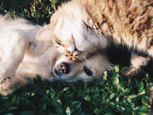 Seasonal Pet Wellness: Supporting Your Pet's Immune System Year-Round