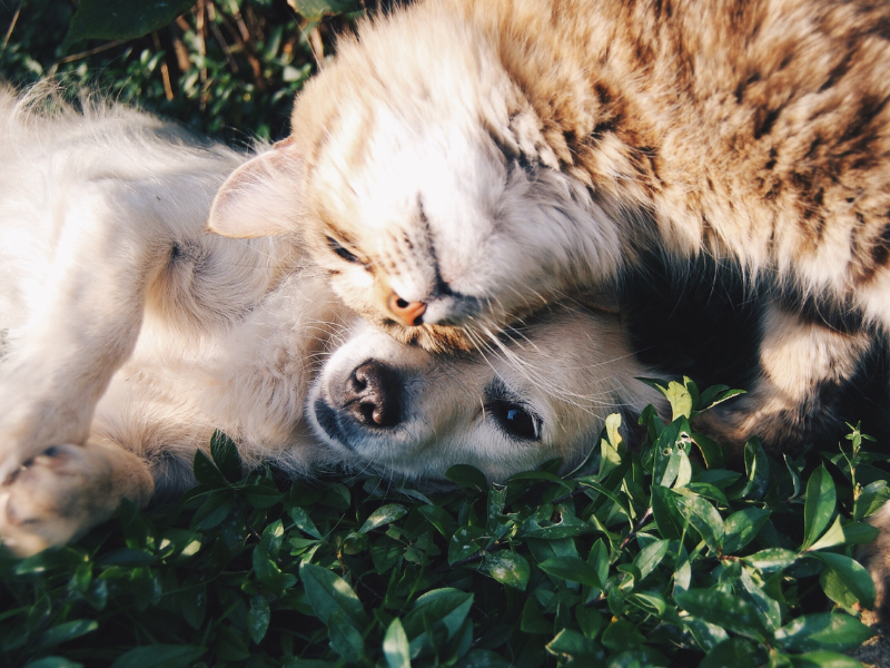 Orange tabby cat cuddling with a light colored dog in green grass.