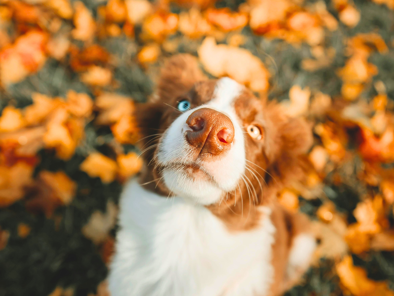 An Australian Shepherd dog looking up with a blue eye and a brown eye  surrounded by autumn leaves.