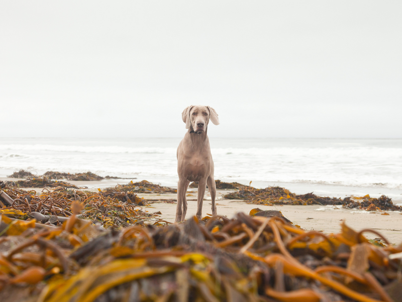 A Weimaraner dog stands on a sandy beach surrounded by piles of golden-brown kelp near the ocean.