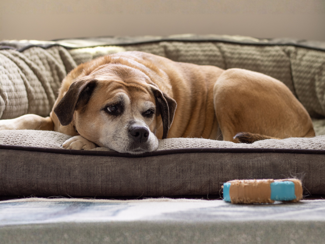An elderly tan dog with a graying muzzle resting tiredly on a plush, brown orthopedic dog bed.