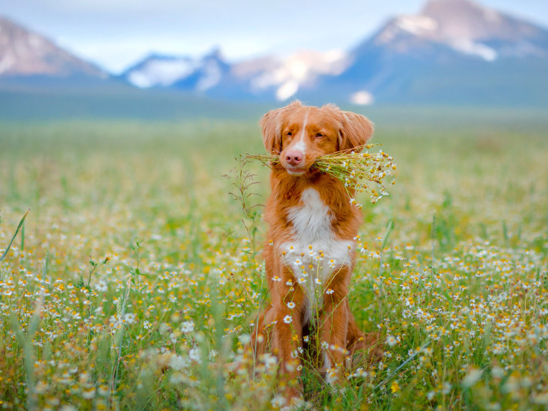 Dog sitting in a flower field representing natural immune support and holistic pet wellness