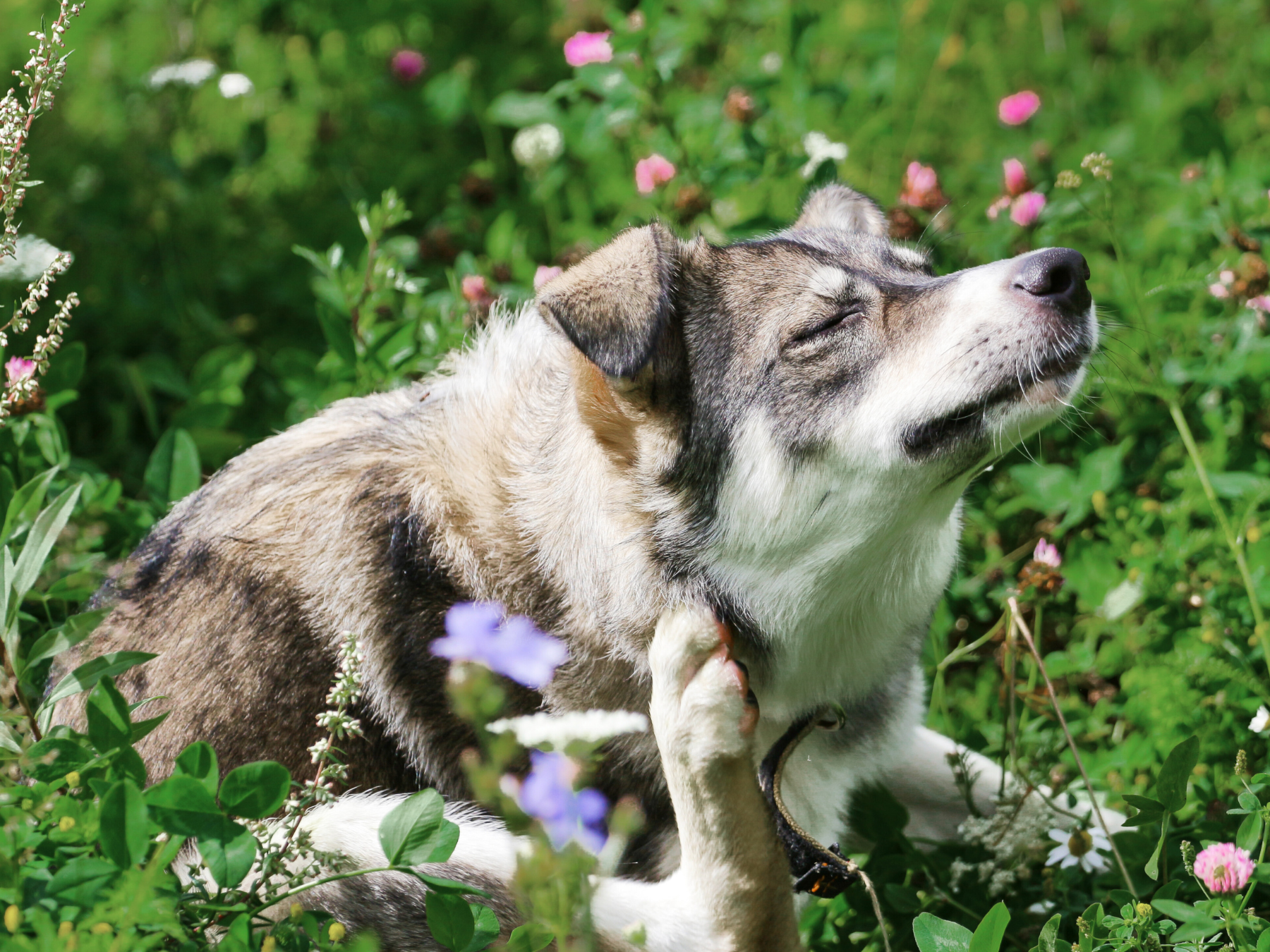 A dog with grey and white fur scratching its neck while sitting in a field of green grass and wildflowers.