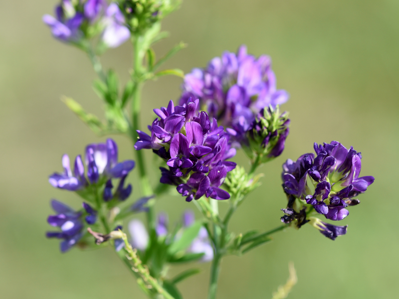 Vibrant purple alfalfa flowers blooming on green stems against a soft, blurred natural background.