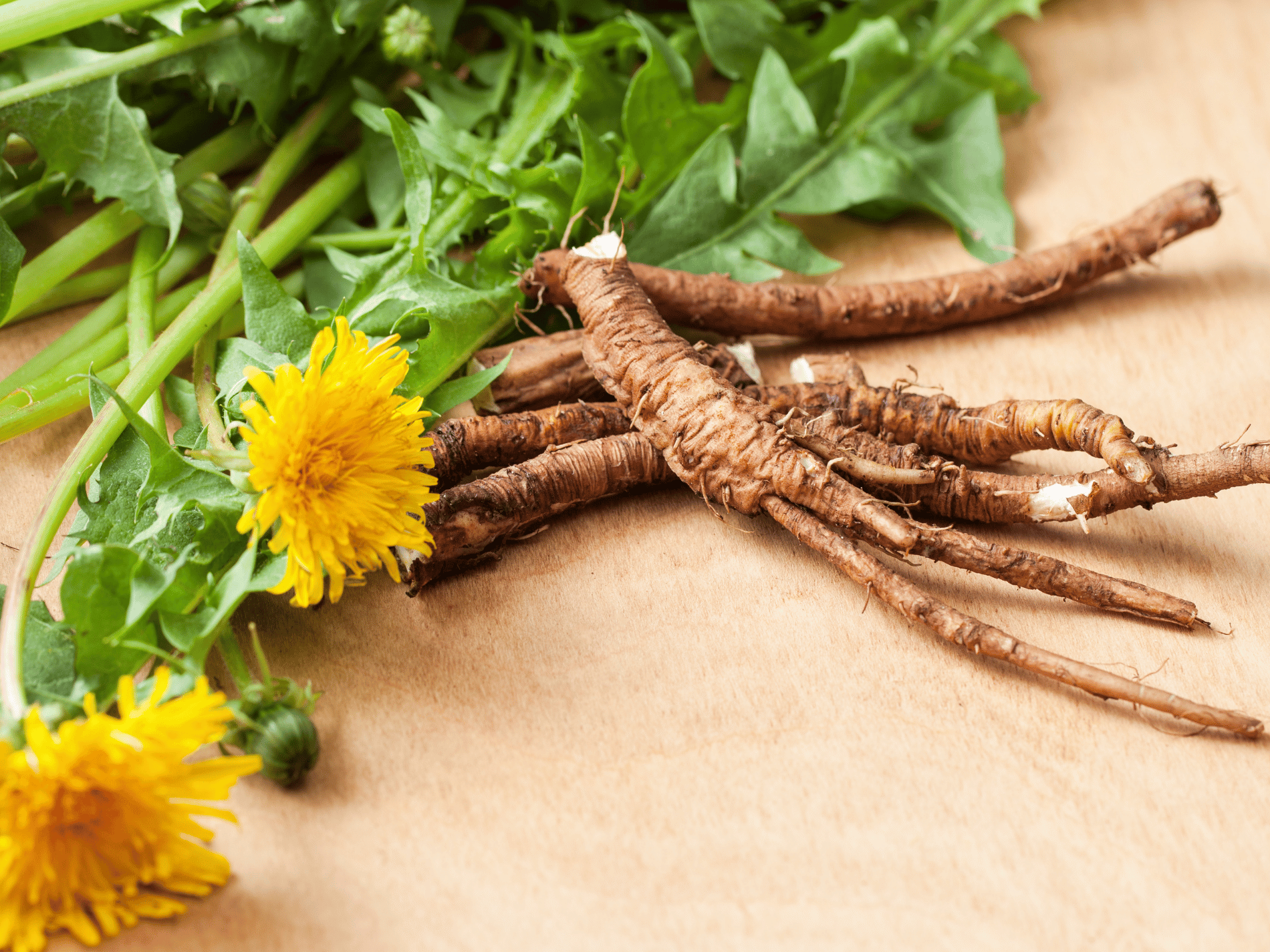 Fresh dandelion greens and bright yellow flowers next to harvested brown roots on a wooden surface.