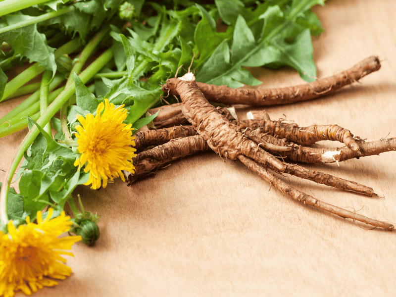 Fresh dandelion greens and bright yellow flowers next to harvested brown roots on a wooden surface.