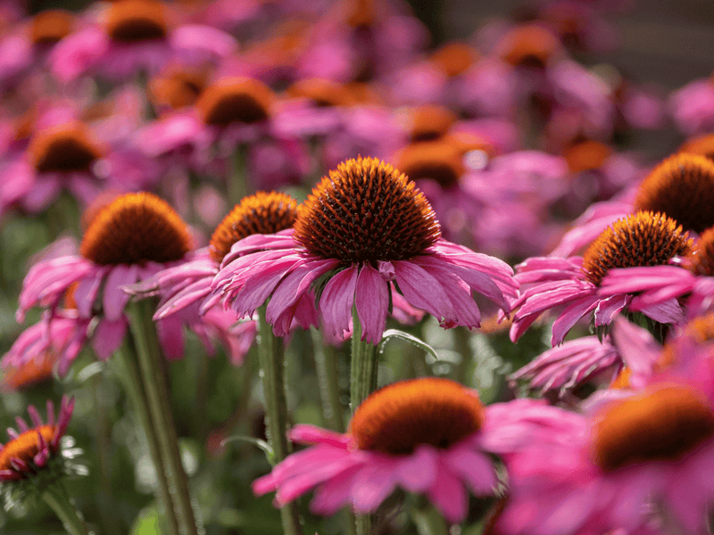 Vibrant purple Echinacea purpurea flowers with prominent orange, spiky centers blooming in a sunny garden.