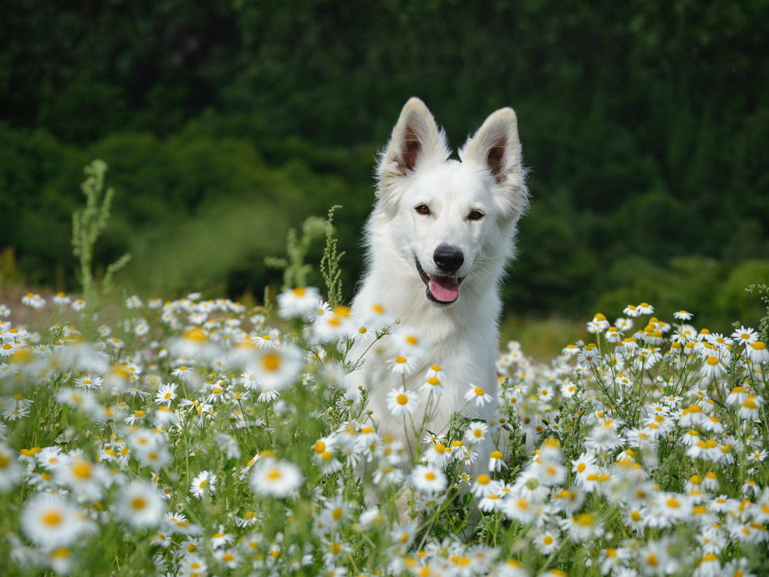 White dog with tongue out in a field of chamomile flowers