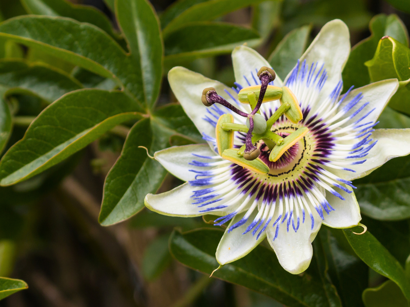 Close up of a passionflower with white petals, purple-blue filaments and green leaves in the background