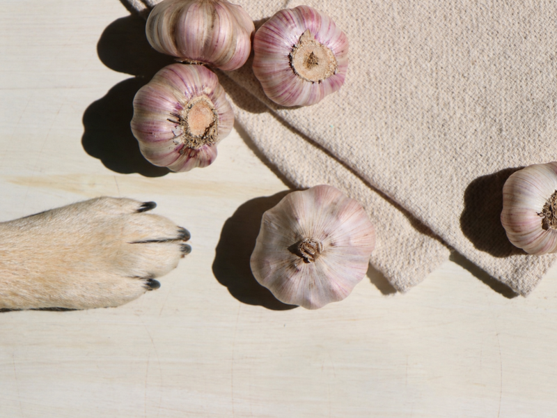 Garlic bulbs on a light wooden surface with a beige textured cloth, lit by strong natural sunlight, with a dog paw reaching in from the side.