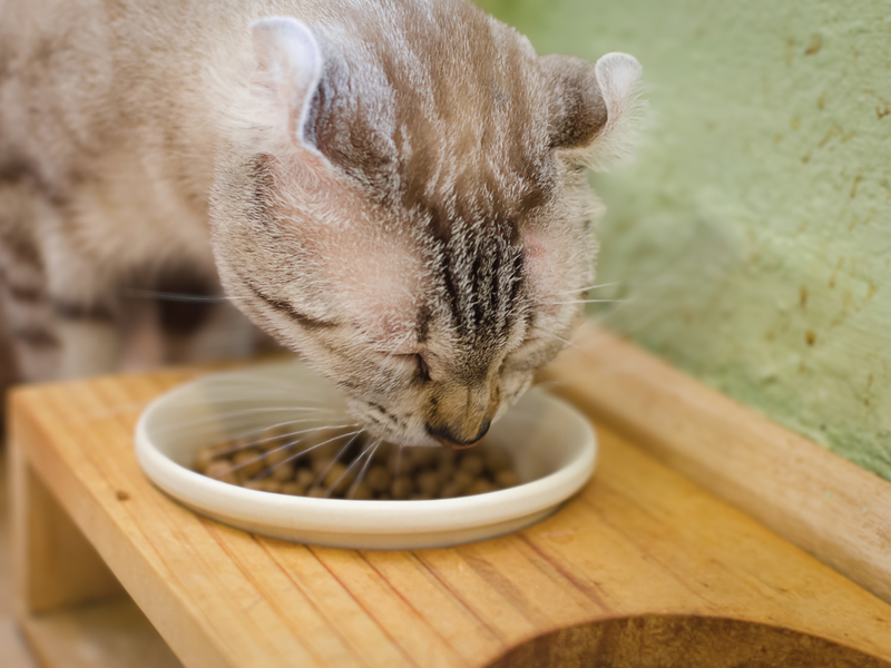 American Curl cat eating dry kibble from a ceramic bowl on a wooden stand.