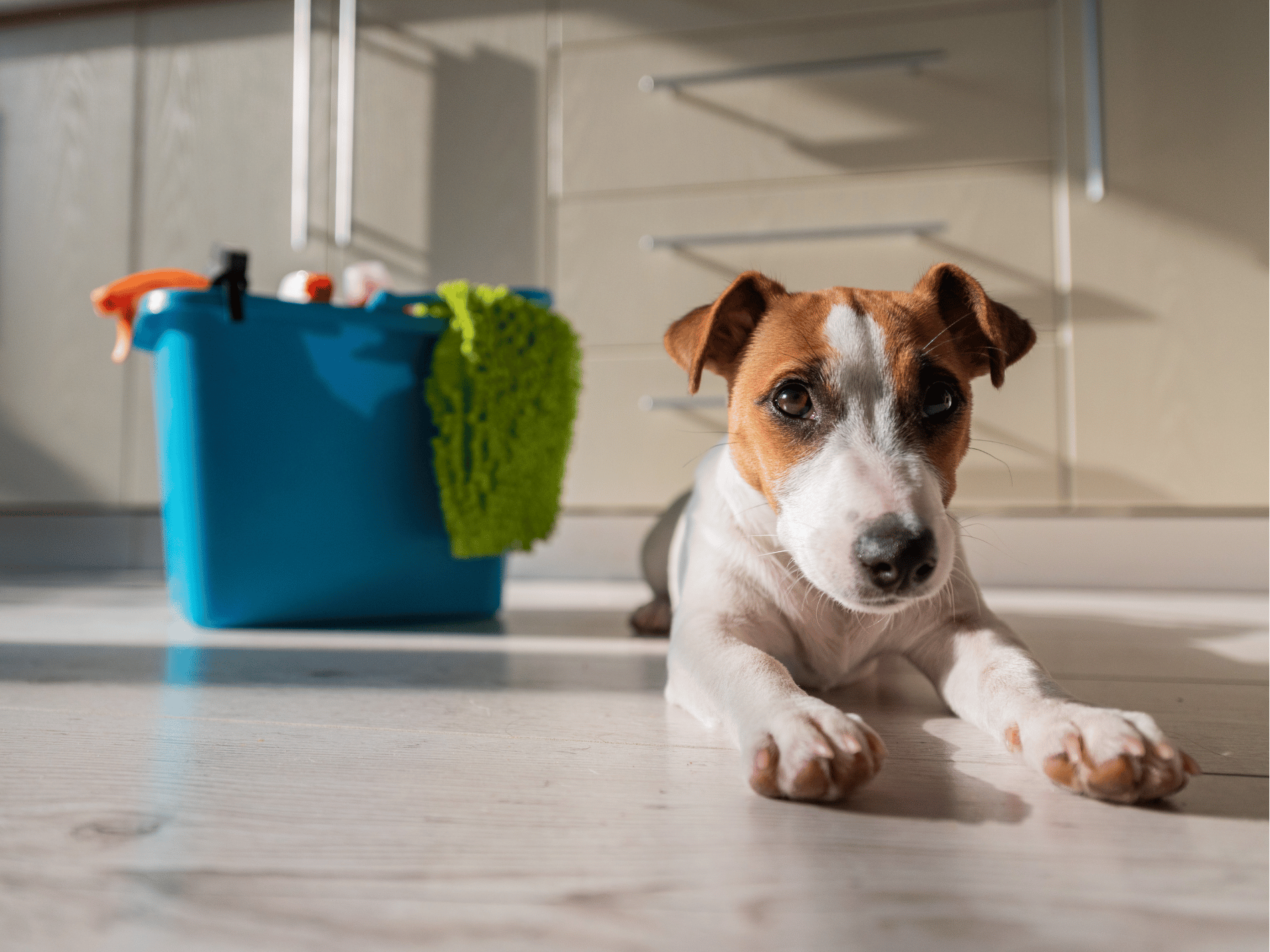 Dog lying on a kitchen floor beside a bucket of household cleaning supplies