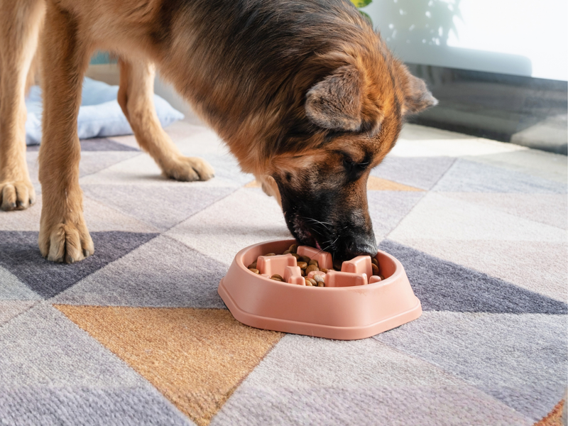 Happy Gut, Happy Pet: A Guide to Digestive Health for Dogs & Cats