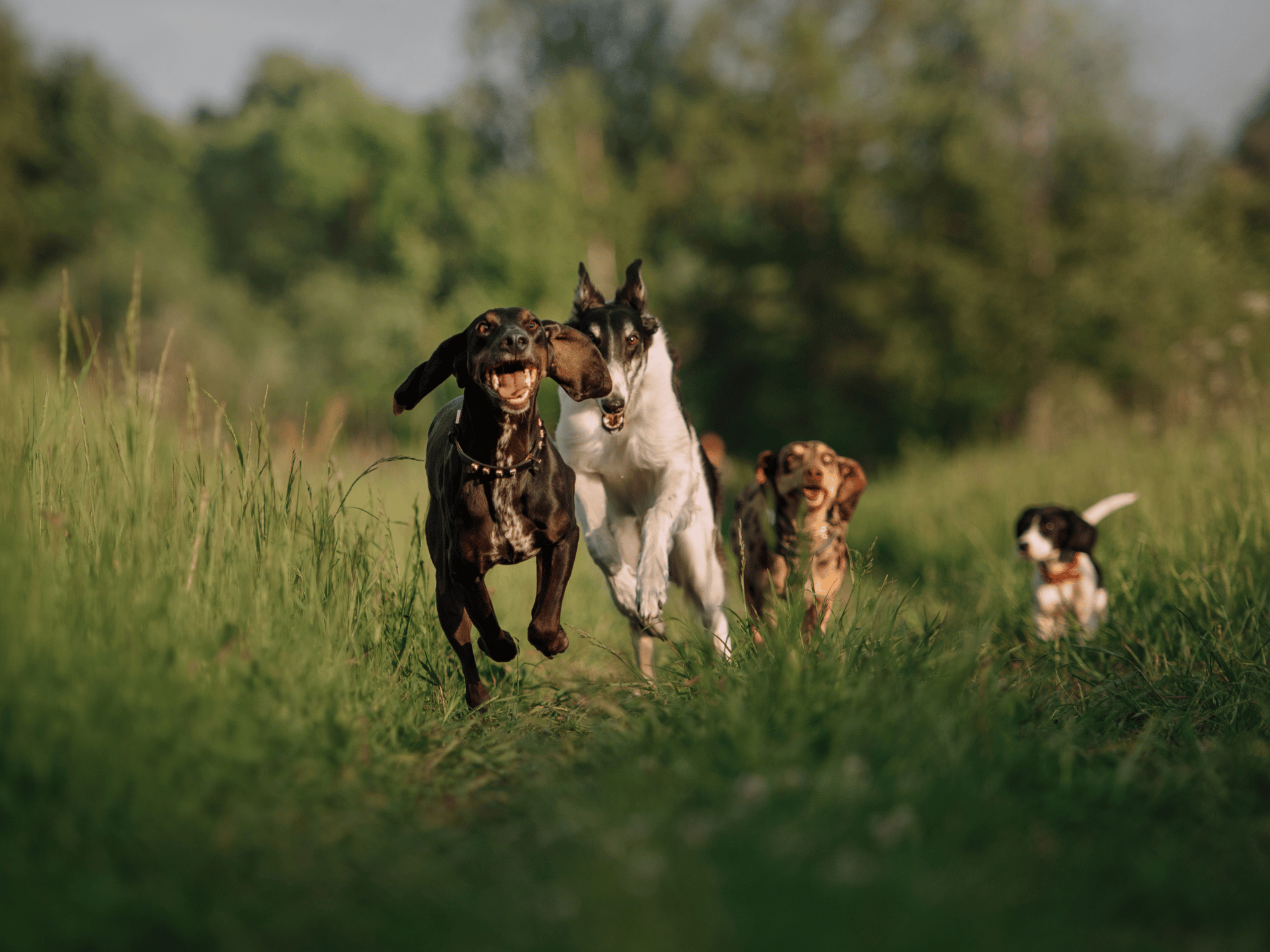 Four dogs of different breeds running energetically through a grassy field at sunset.