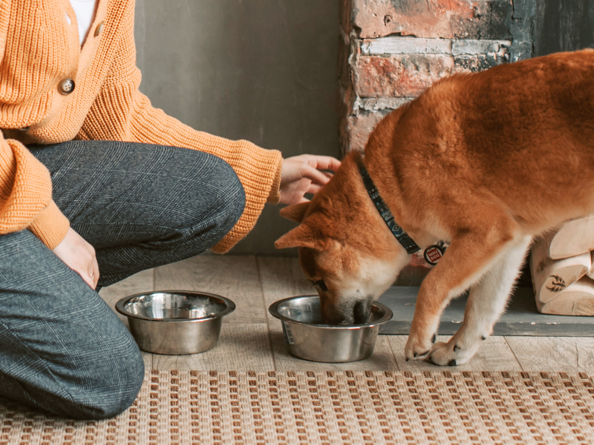 Person in a yellow sweater petting a Shiba Inu dog eating from a metal bowl on a wooden floor.