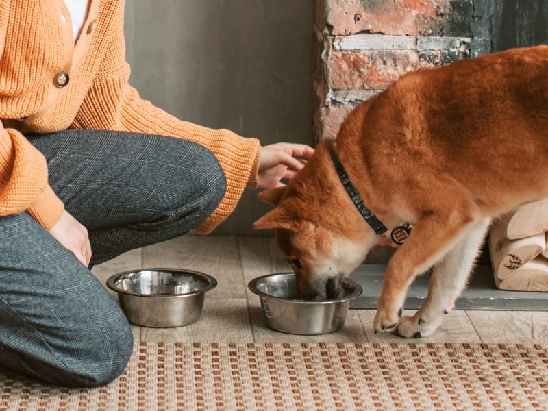 Person in a yellow sweater petting a Shiba Inu dog eating from a metal bowl on a wooden floor.