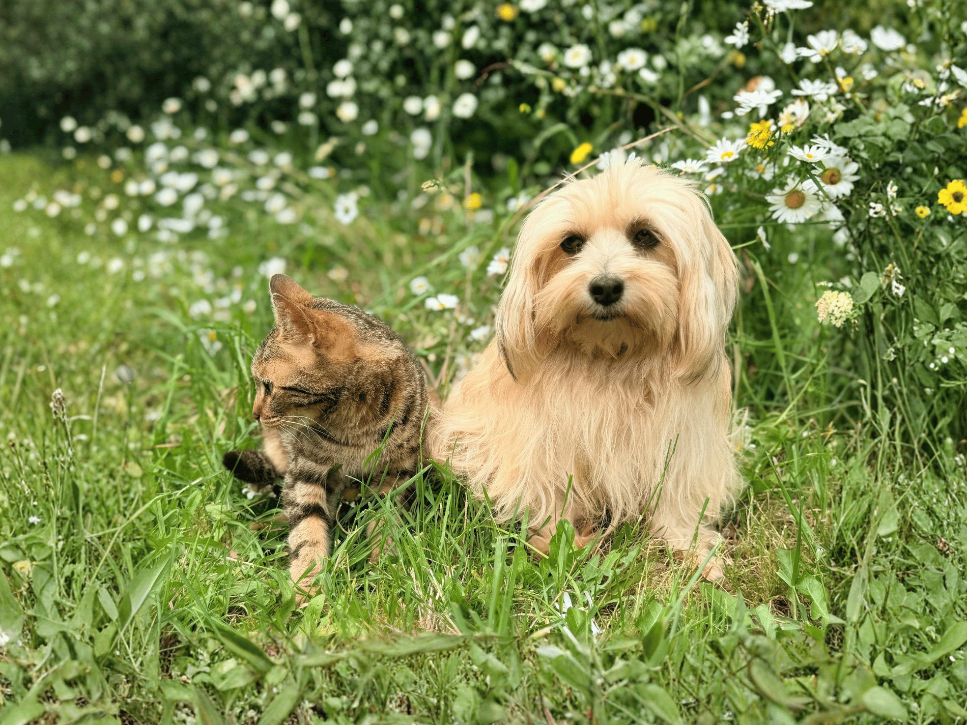 How Do I Know When My Pet Needs Immune Support?