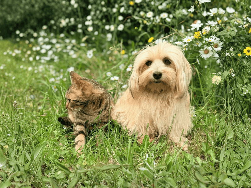How Do I Know When My Pet Needs Immune Support?