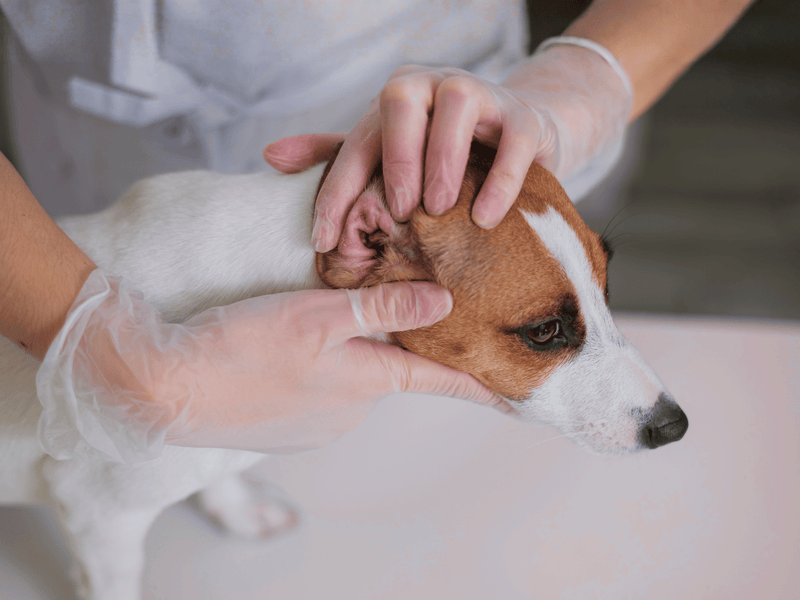 How to Know What Support Your Pet Needs for Ear Infections