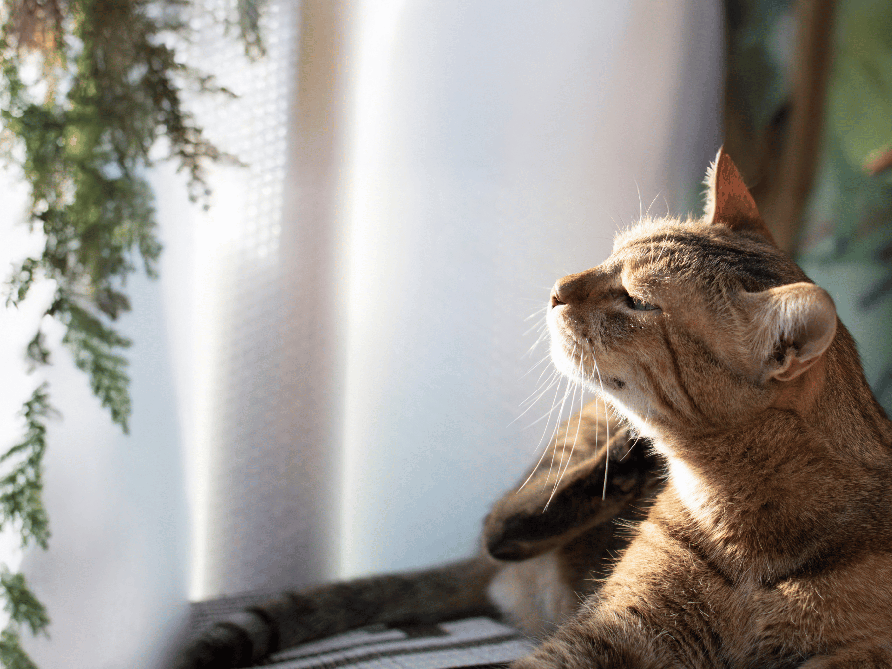 Brown tabby cat resting in warm sunlight beside a window and greenery.