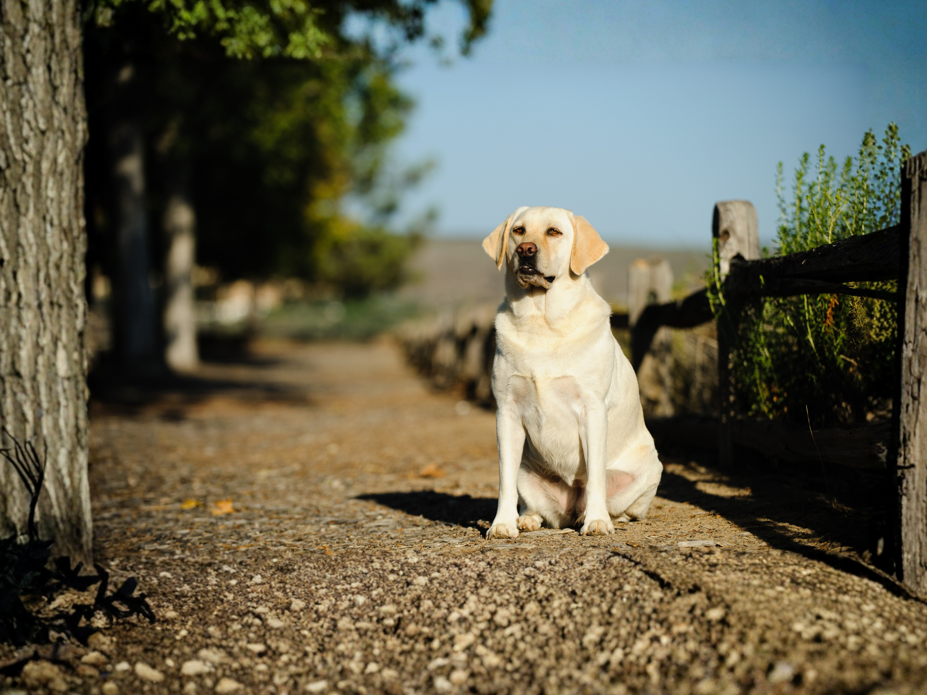 A yellow Labrador retriever with a full belly sitting on a gravel path beside a wooden fence.