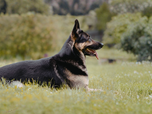 dog laying in grass calmly