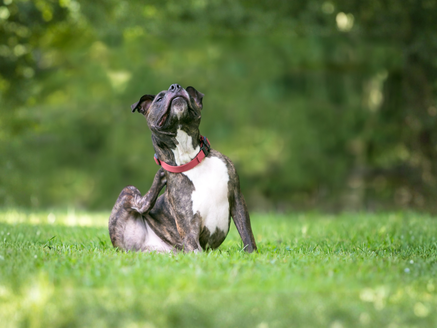Brindle dog with a red collar scratching its neck while sitting in a grassy park.