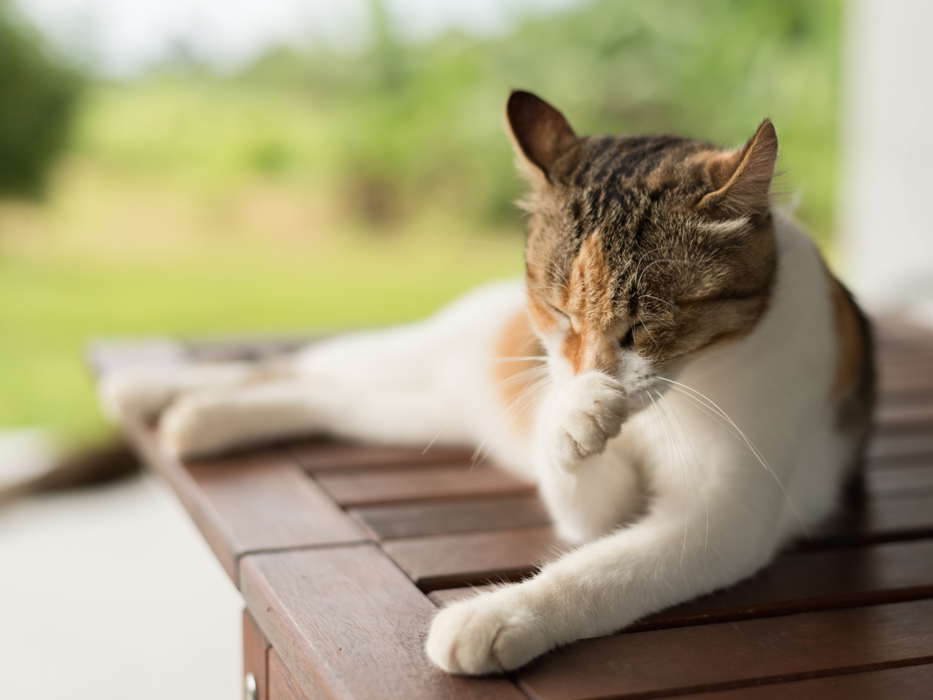 Calico cat grooming its paw while resting on a wooden outdoor table.