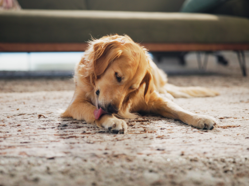Why Do My Dog’s Paws Smell Like Corn Chips?