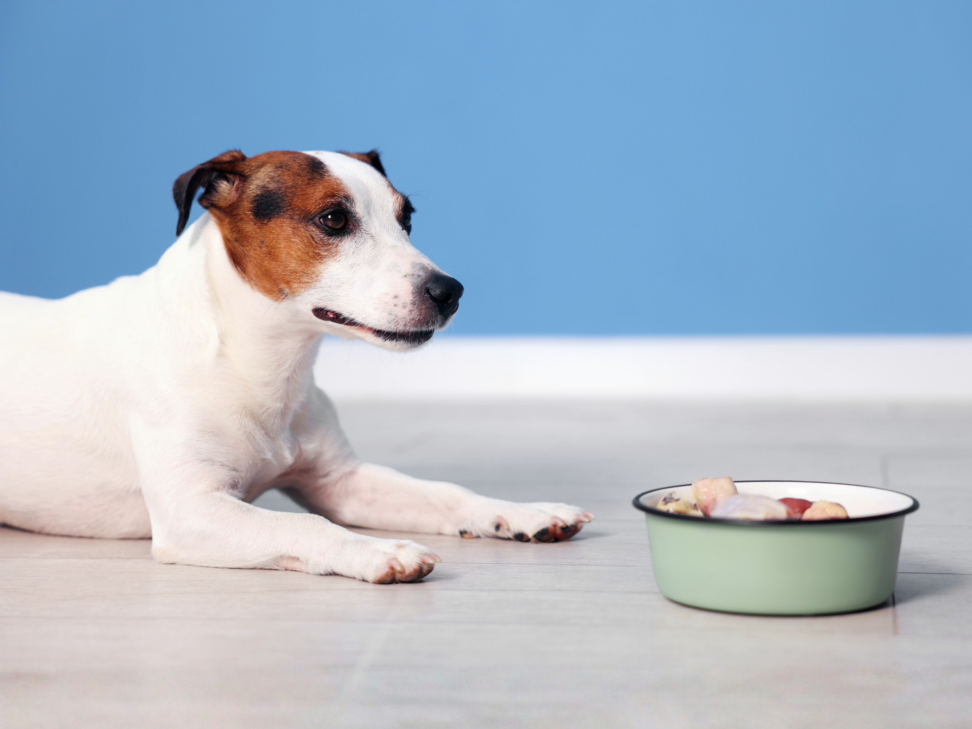 Jack Russell Terrier lying on a light floor looking at a bowl of food against a blue background.