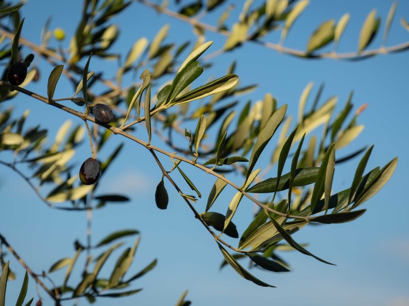 Behind The Blend: Olive Leaf