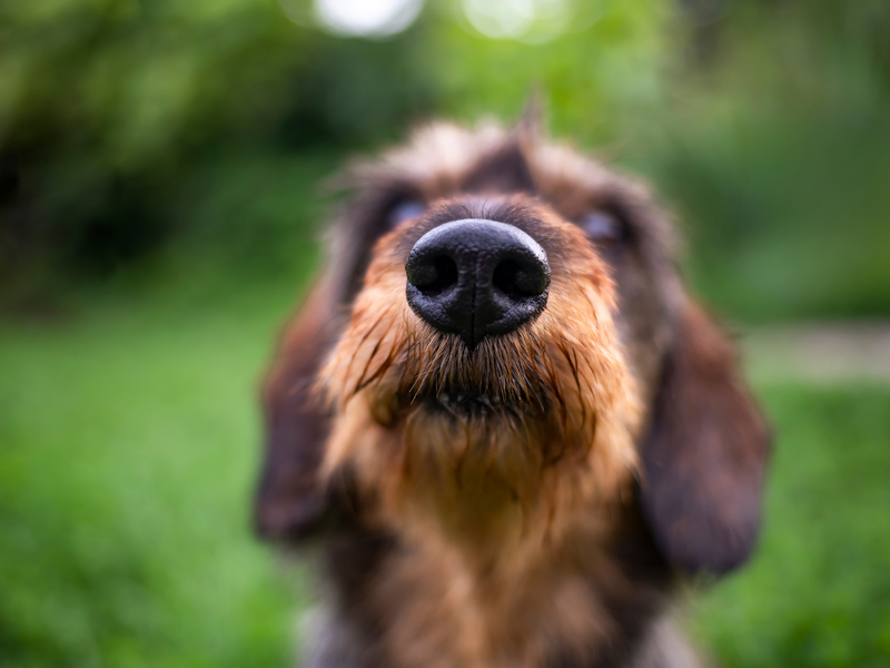 Close-up of a wire-haired dachshund's nose, showing texture and detail against a blurred green outdoor background.