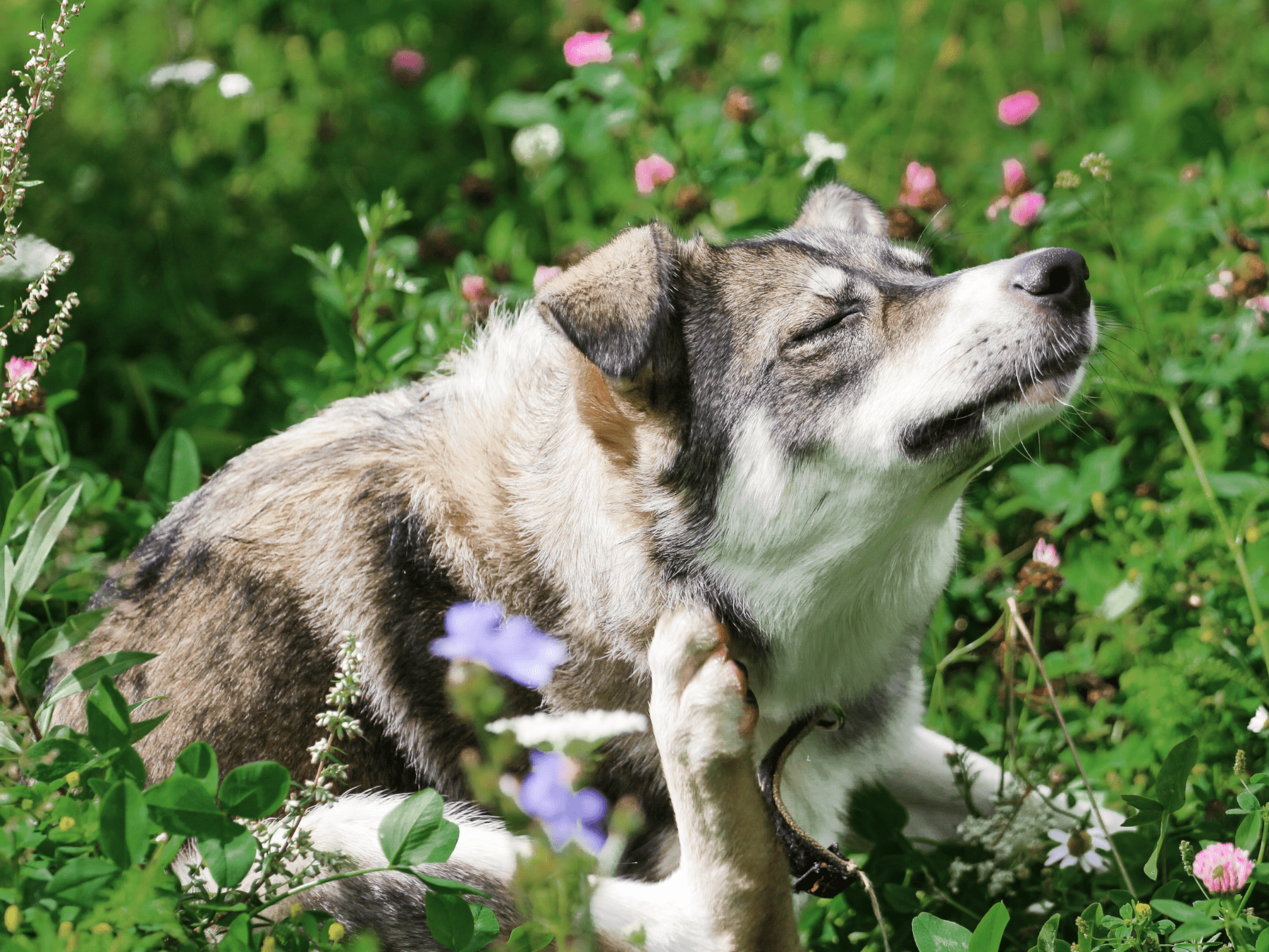 A dog with grey and white fur scratching its neck while sitting in a field of green grass and wildflowers.