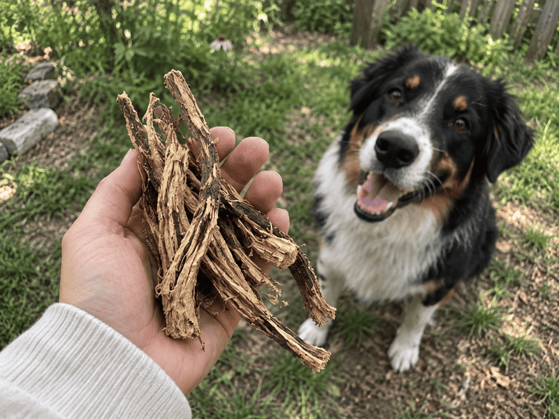 Behind The Blend: Echinacea Angustifolia Root