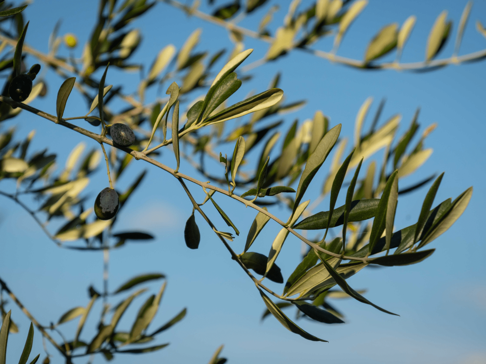 Ripe dark olives hanging from an olive tree branch with slender green leaves against a clear blue sky.