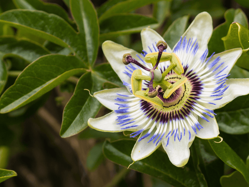 Close up of a passionflower with white petals, purple-blue filaments and green leaves in the background