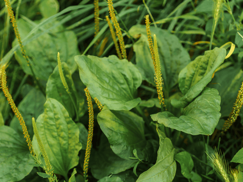 plantain herb