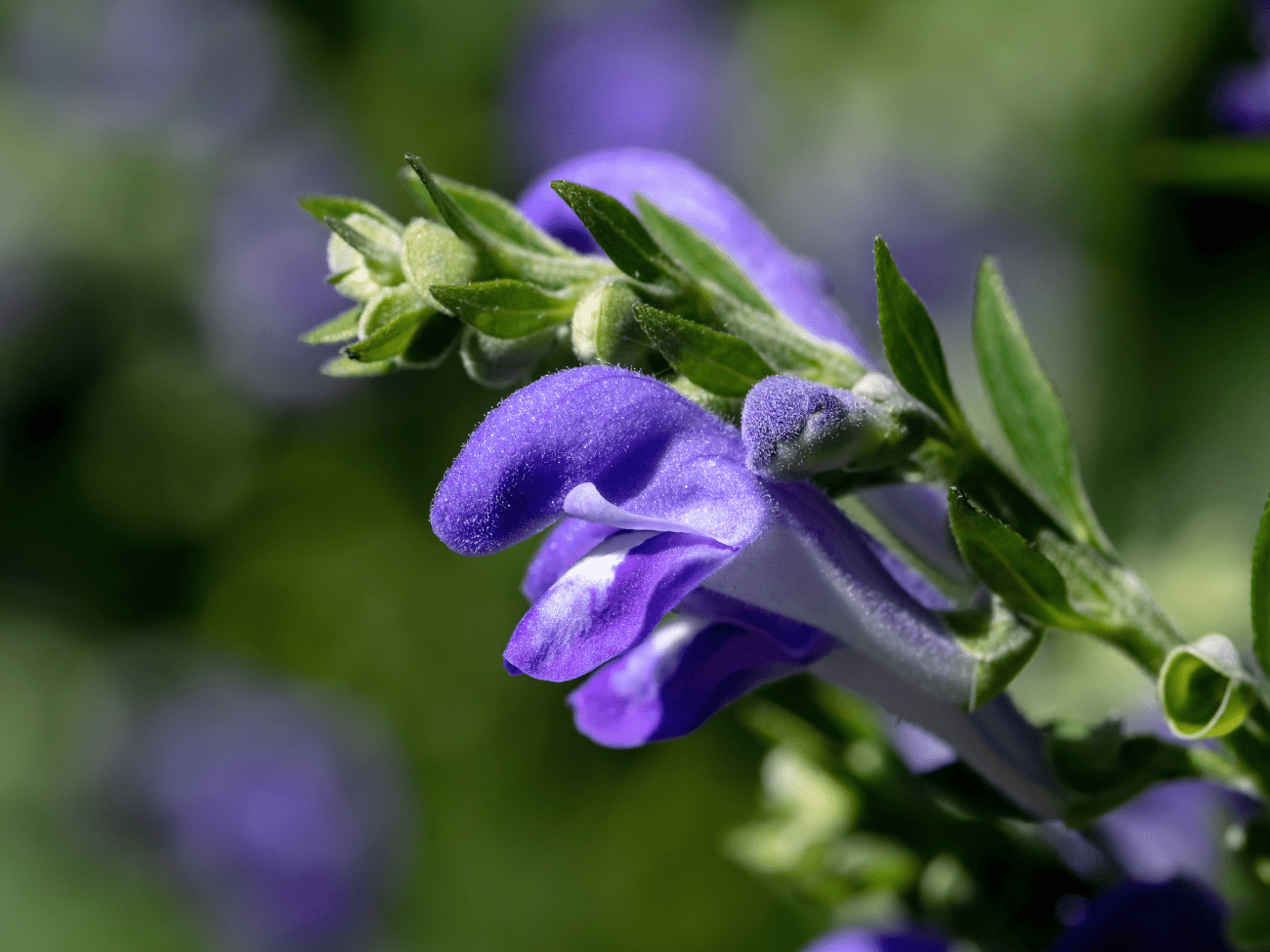 skullcap herb