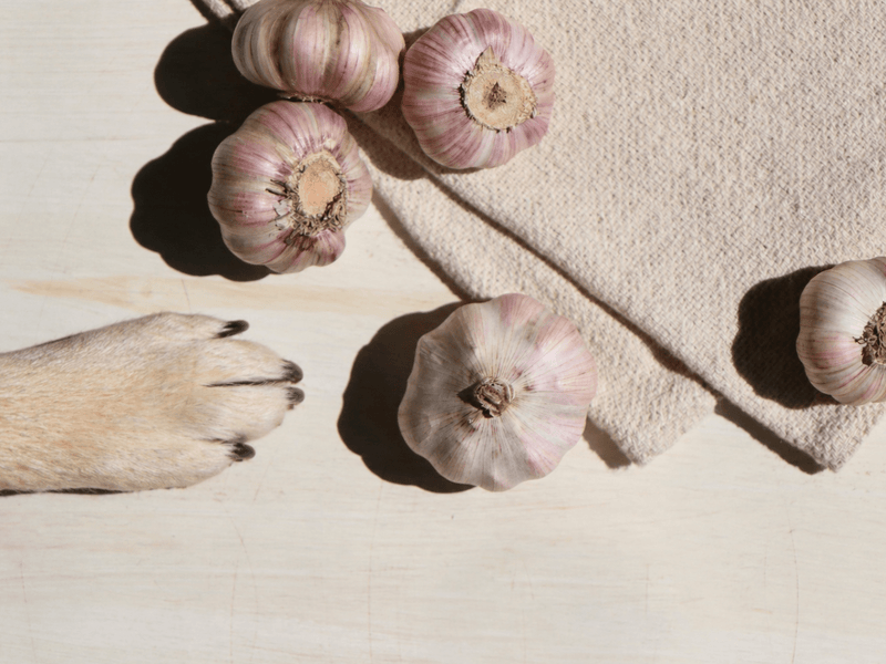 Garlic bulbs on a light wooden surface with a beige textured cloth, lit by strong natural sunlight, with a dog paw reaching in from the side.