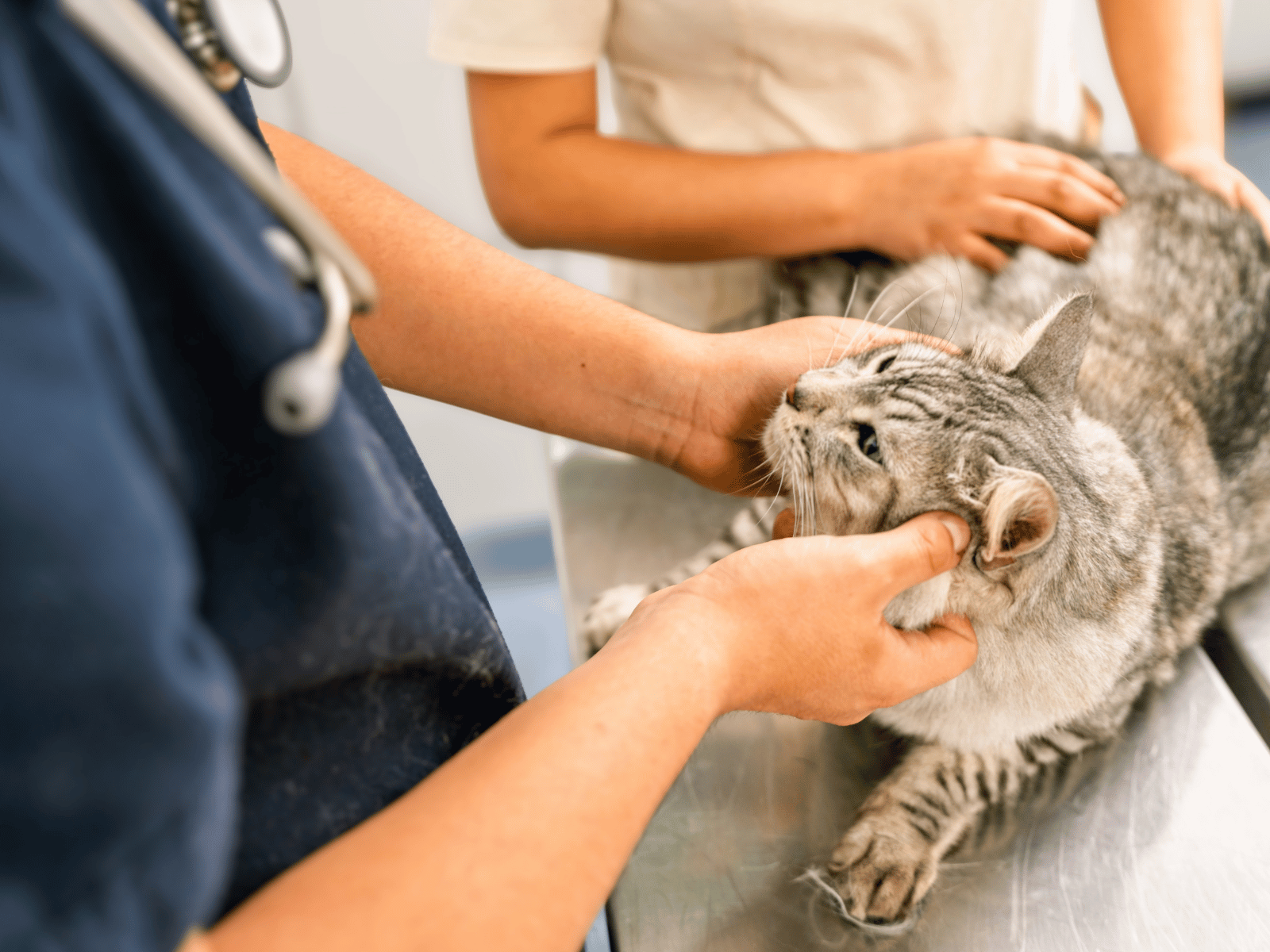 Veterinarian gently examines a tabby cat during a veterinary visit.