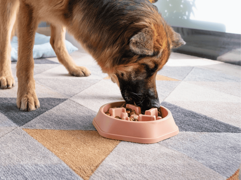 German Shepherd eating dry kibble from a peach-colored slow feeder bowl on a geometric patterned rug.
