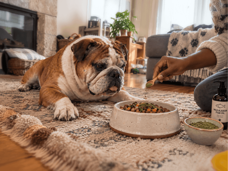Herbal Joint Support vs. Fish Oil for Dogs: What’s the Difference?