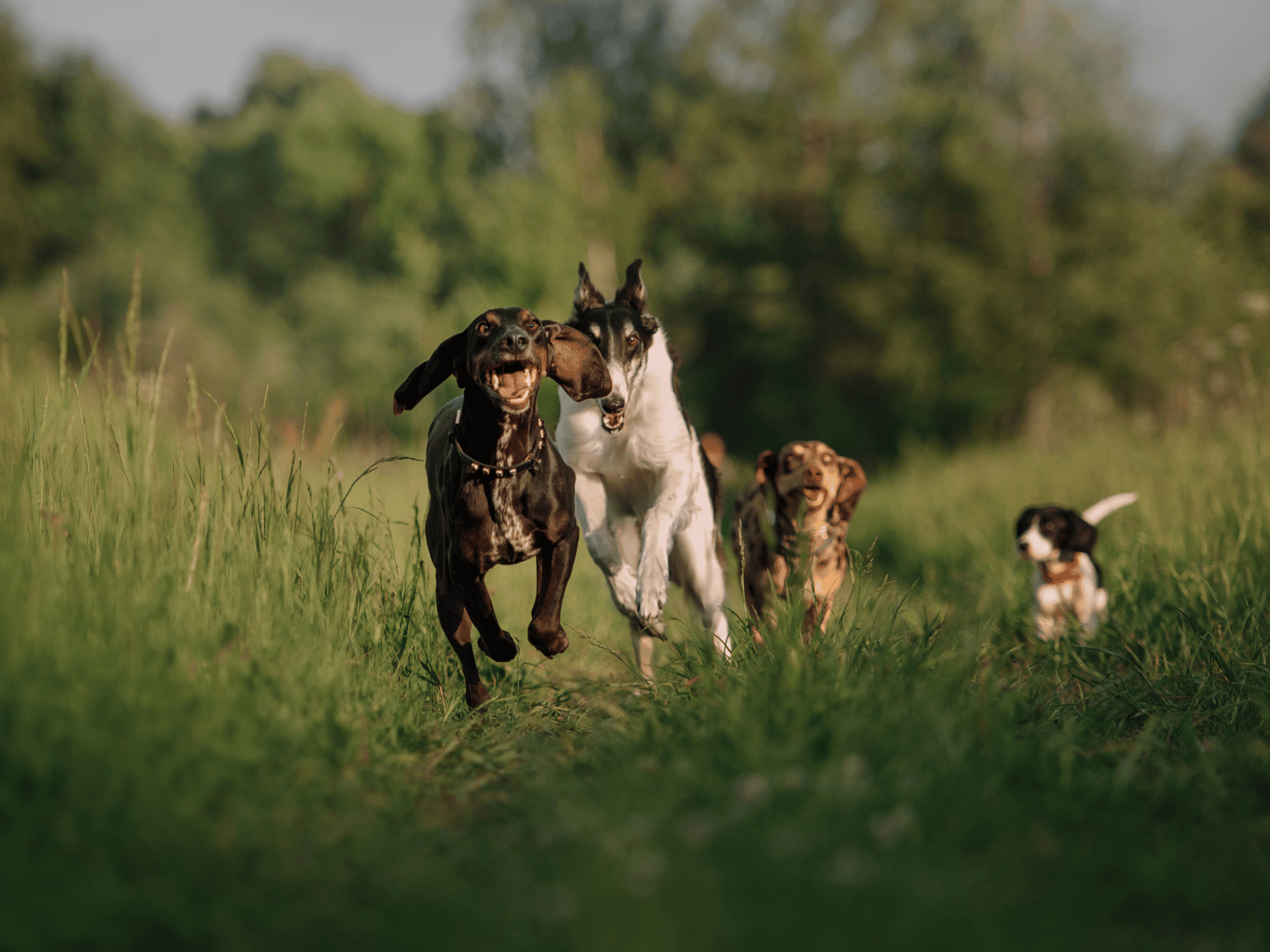 Four dogs of different breeds running energetically through a grassy field at sunset.