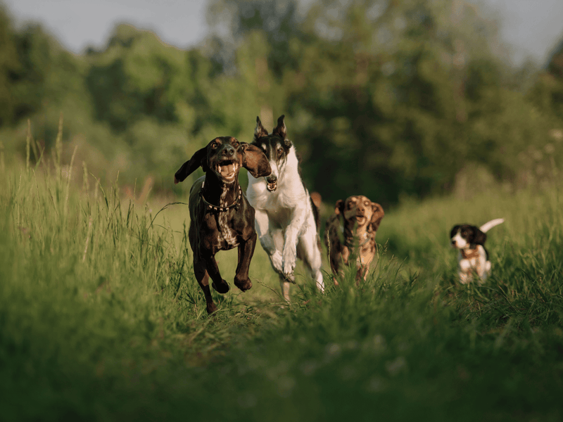 Four dogs of different breeds running energetically through a grassy field at sunset.