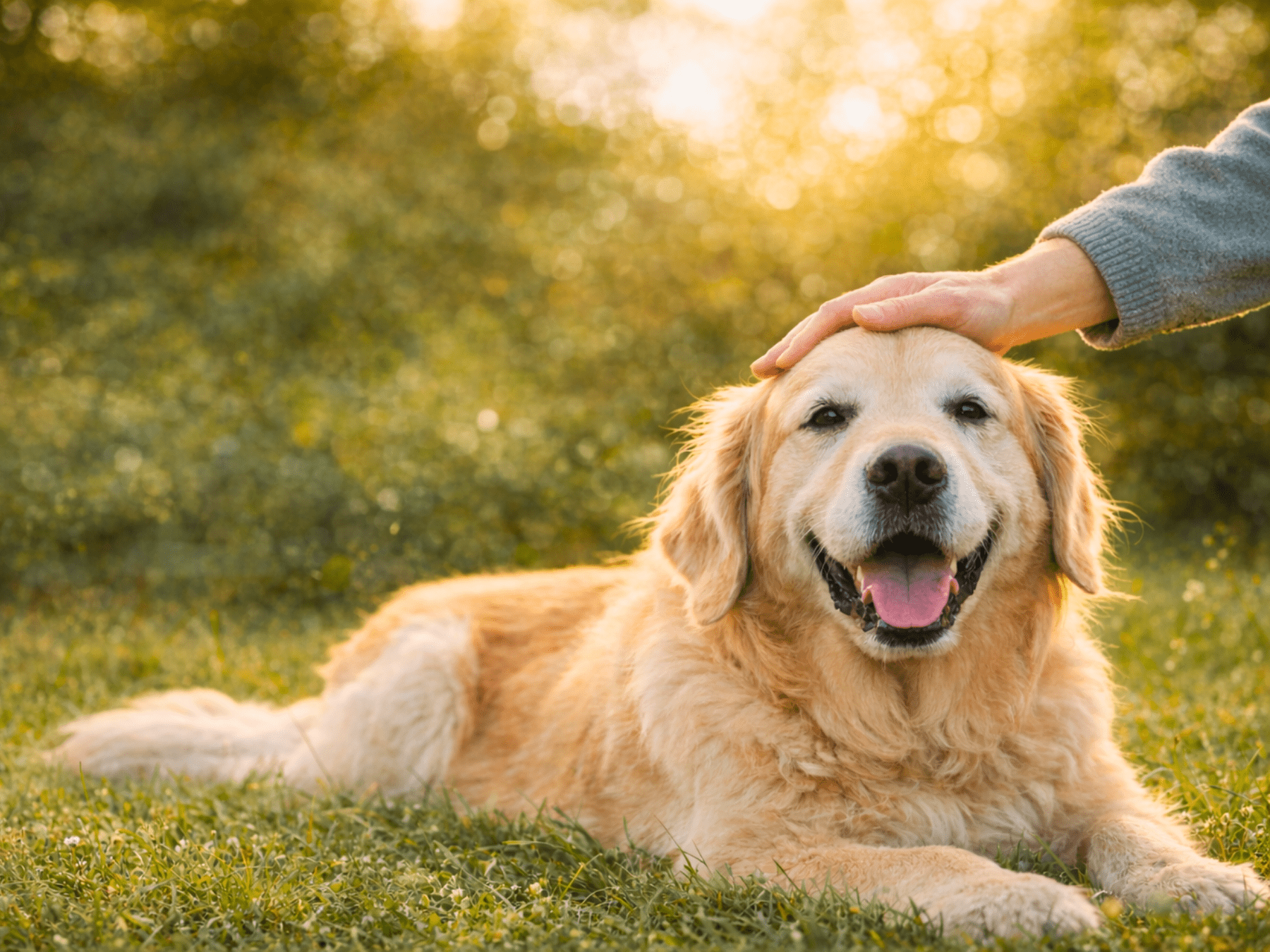 A person's hand petting a happy golden retriever lying in green grass with golden sunlight.